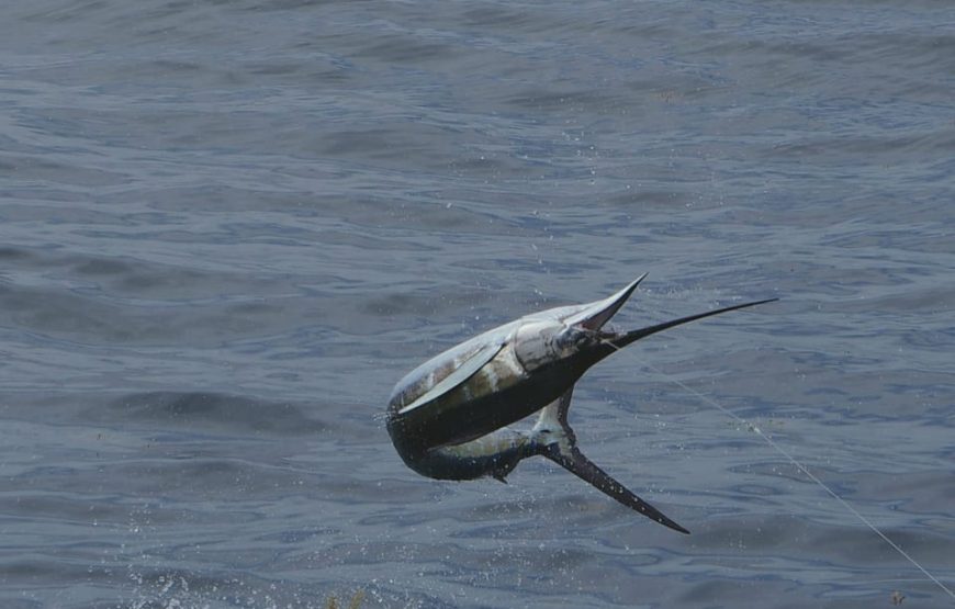 Sao Vicente island: sport fishing Full-day