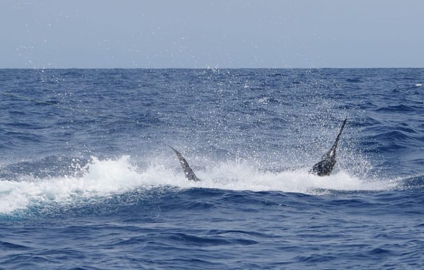 Sao Vicente island: sport fishing Full-day