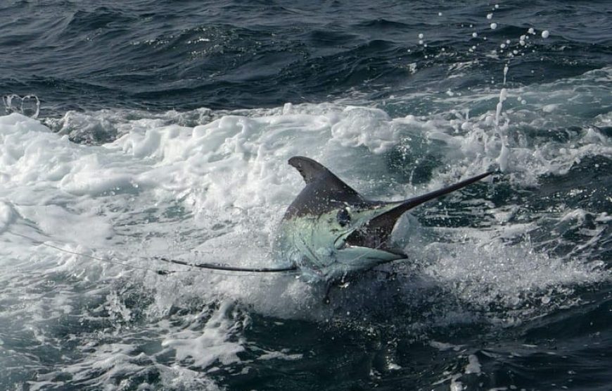 Sao Vicente island: sport fishing Full-day