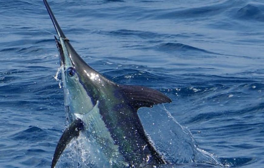 Sao Vicente island: sport fishing Full-day