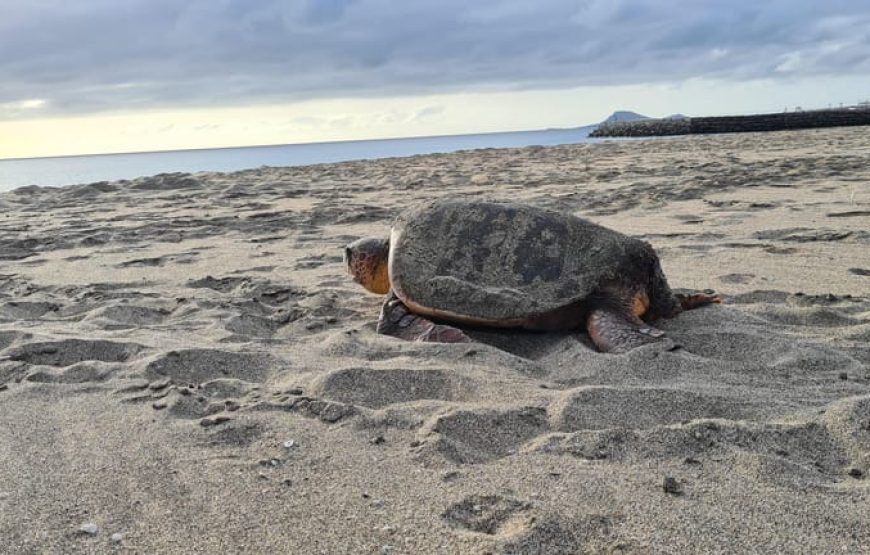 Sal Island: Sea Turtle Watching Experience