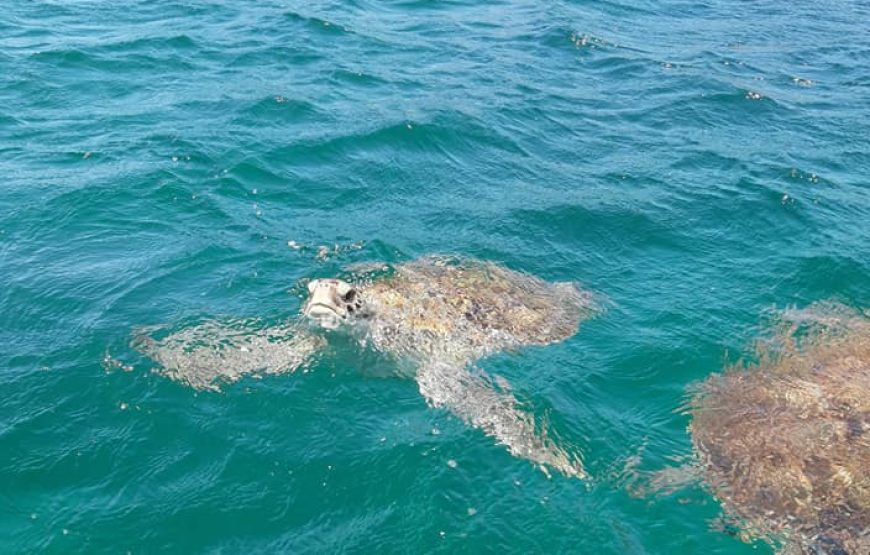 Sao Vicente: Swimming and Snorkeling Tour with Sea Turtles