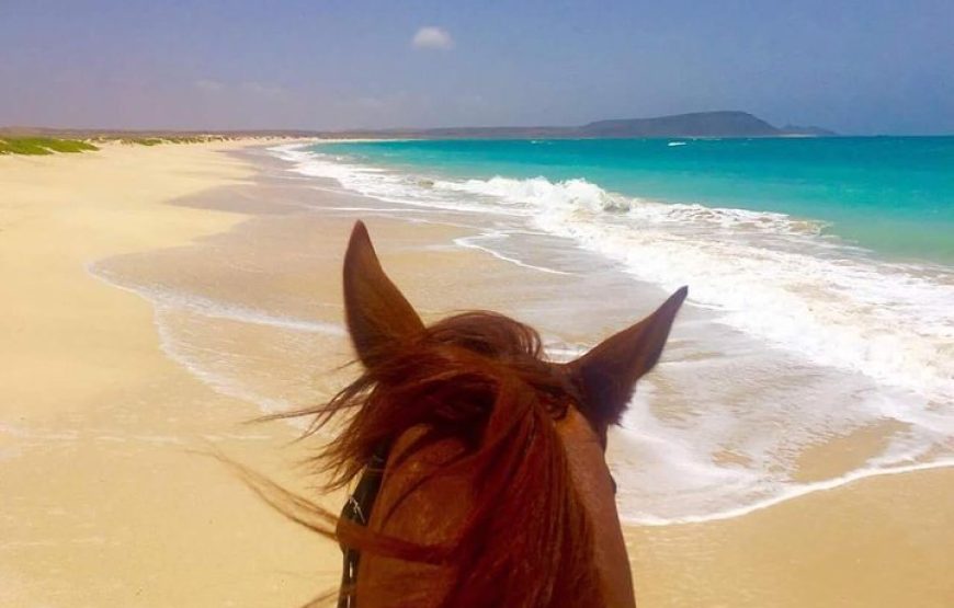 Sal island: horse riding excursion 1 hour