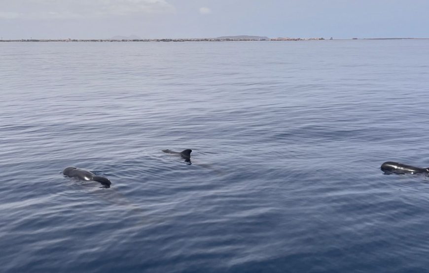 Sal Island: Catamaran Half Day Trip