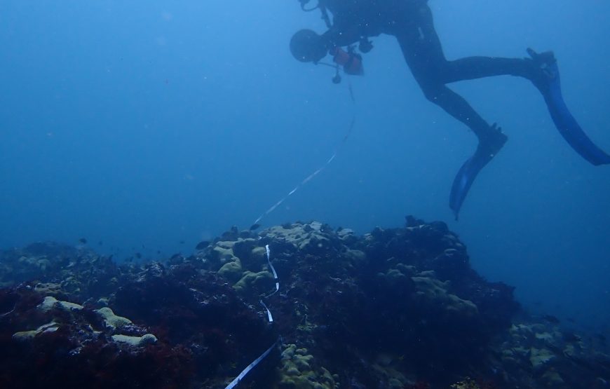 Sal island: Revision Diving Course with 2 Guided Dives