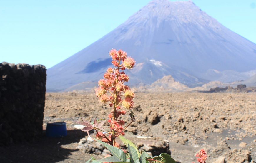 Fogo Island: day trip to the coffee plantation and natural pools