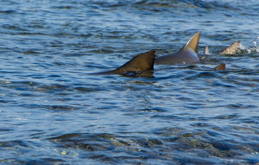 Sal Island: Private Tour to Shark Watching and Salt Lake