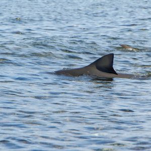 Sal: Shark Bay Experience - SodadeTour.com