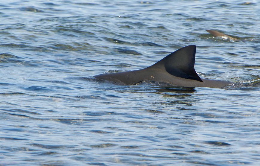 Sal Island: Private Tour to Shark Watching and Salt Lake