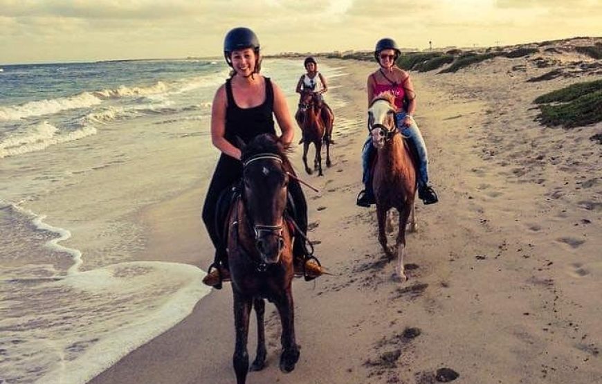 Sal island: horse riding excursion 1 hour