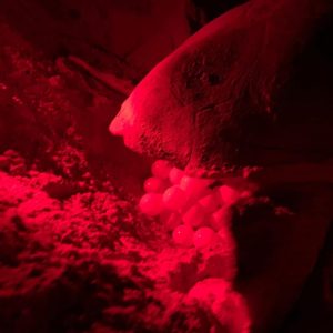 Boa Vista: Turtle watching and nighttime nesting tour - SodadeTour.com