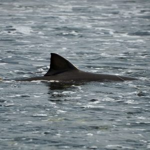 Boavista: Green Turtle and Shark Bay: Sandboarding Tour and Tasting - SodadeTour.com