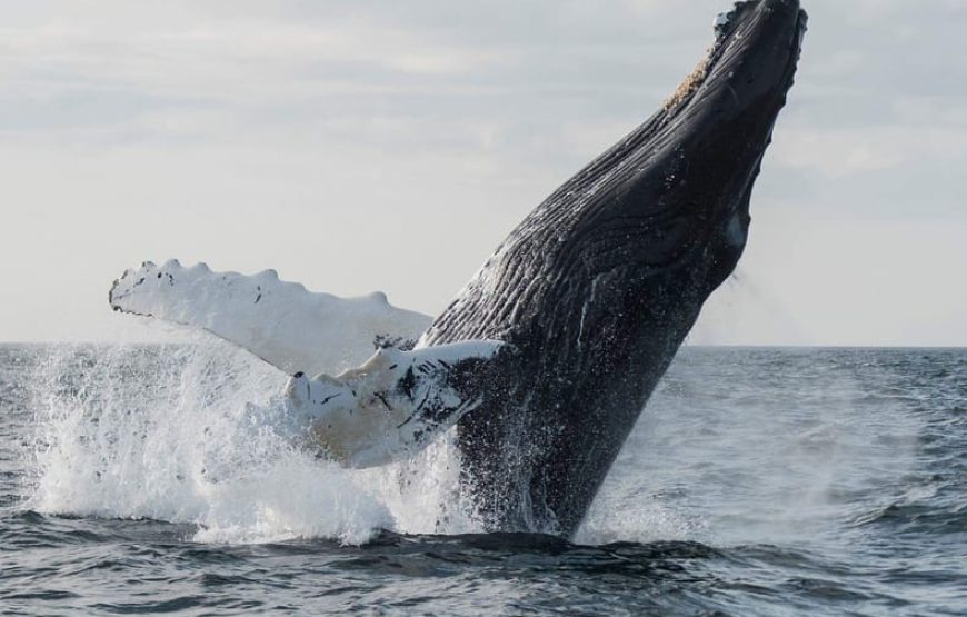 Boa Vista island: half-day whale watching tours