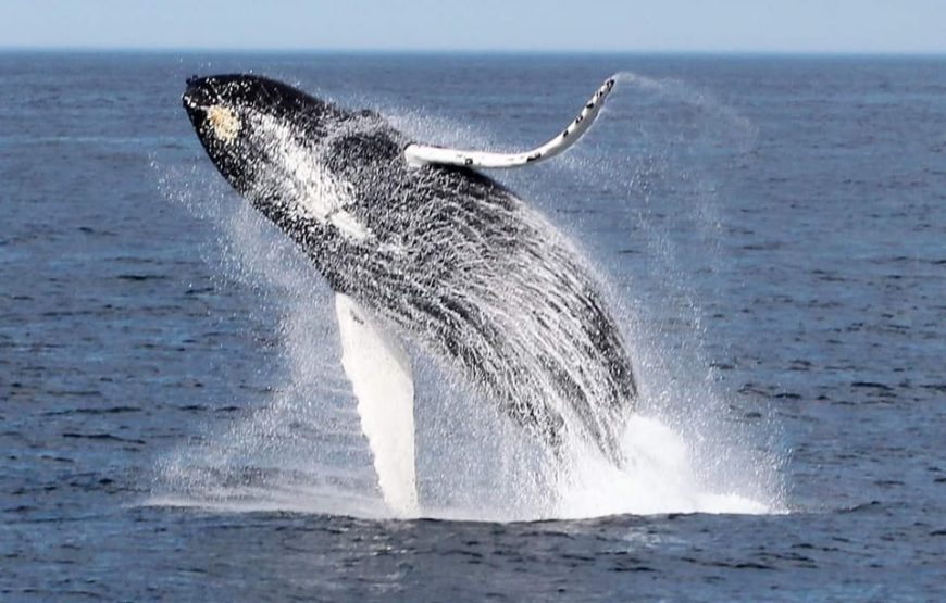 Boa Vista island: half-day whale watching tours