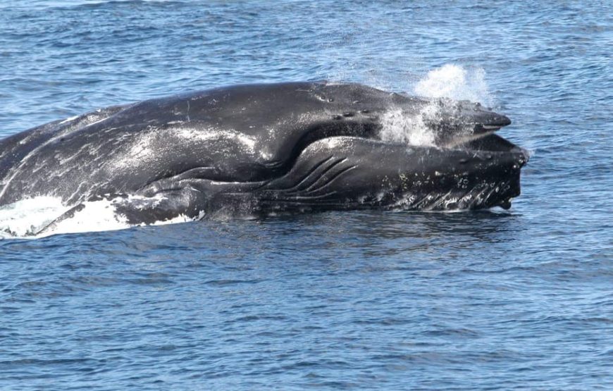 Boa Vista island: half-day whale watching tours