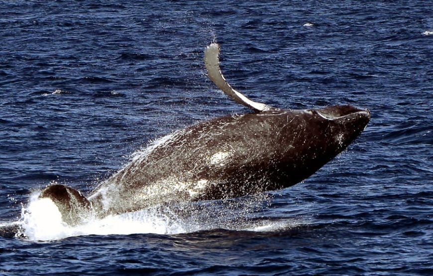 Boa Vista island: half-day whale watching tours