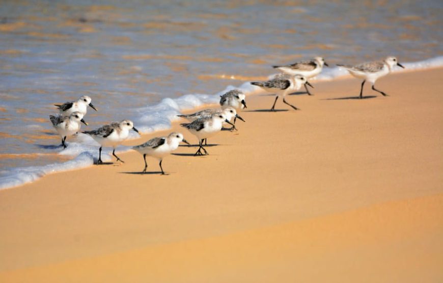 Boa Vista: Birdwatching in a natural environment