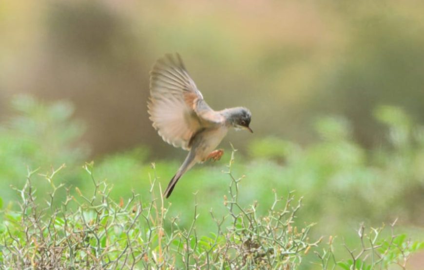 Boa Vista: Birdwatching in a natural environment