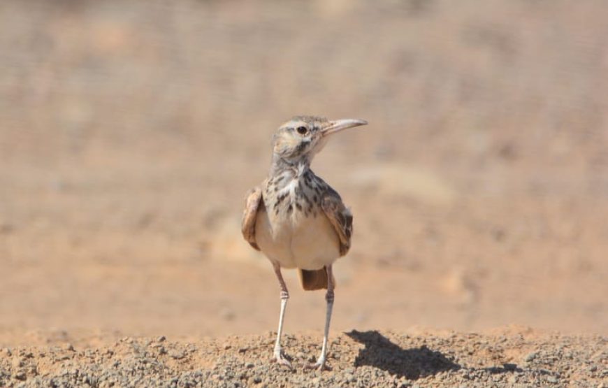 Boa Vista: Birdwatching in a natural environment