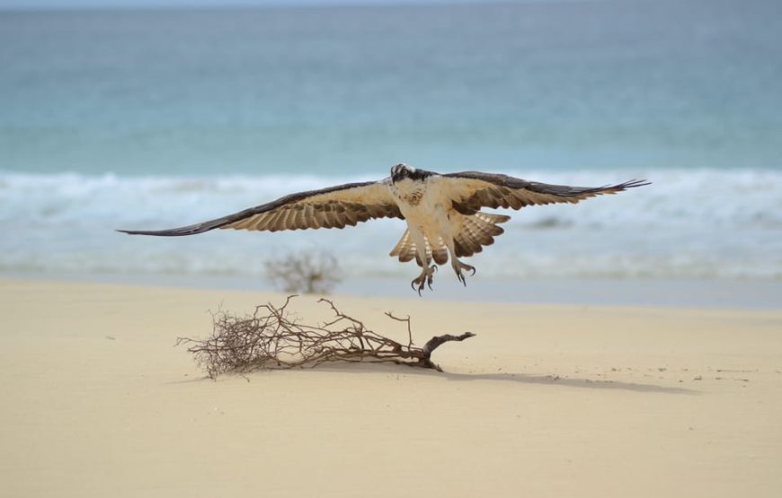 Boa Vista: Birdwatching in a natural environment