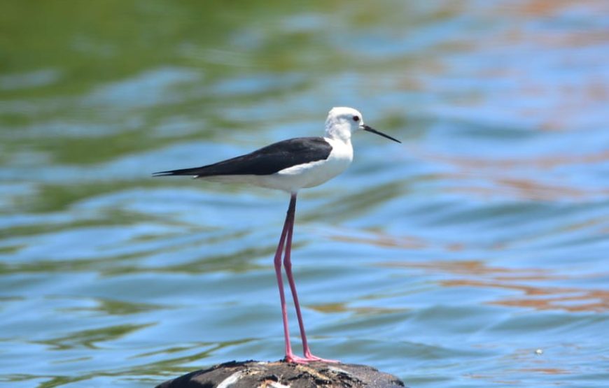 Boa Vista: Birdwatching in a natural environment