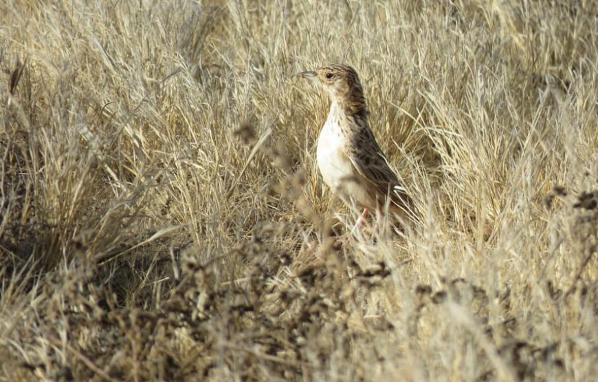 Boa Vista: Birdwatching in a natural environment