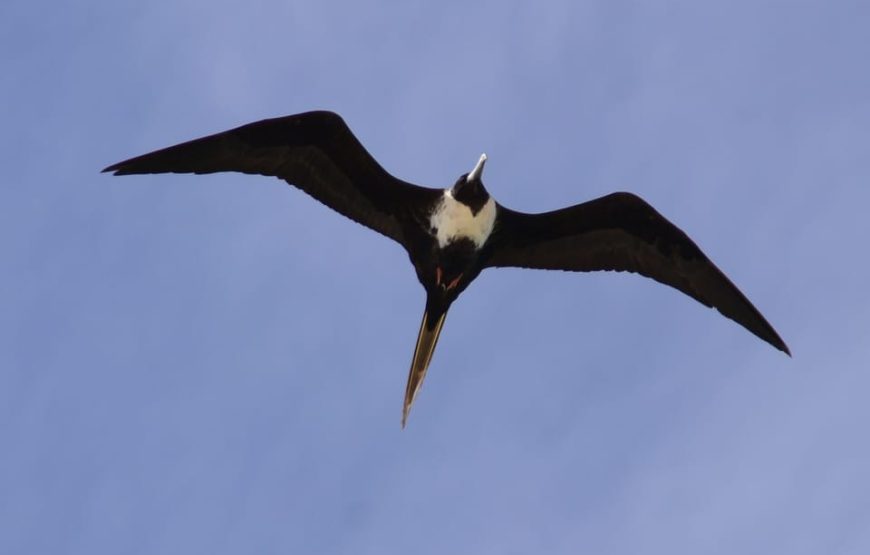 Boa Vista: Birdwatching in a natural environment