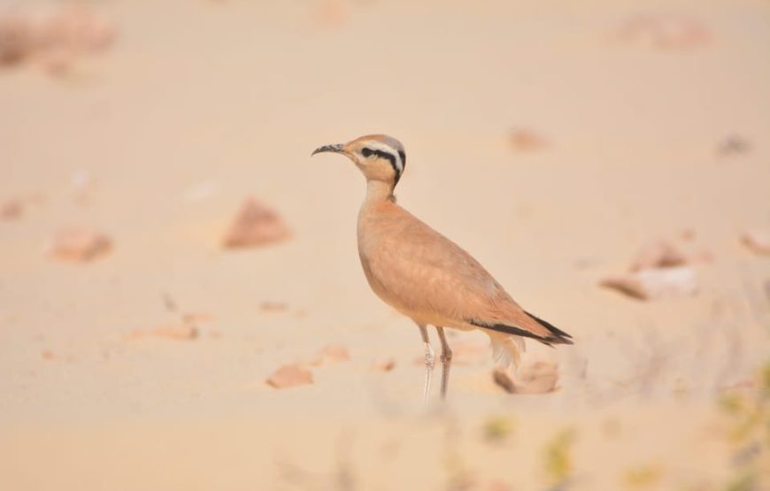 Boa Vista: Birdwatching in a natural environment