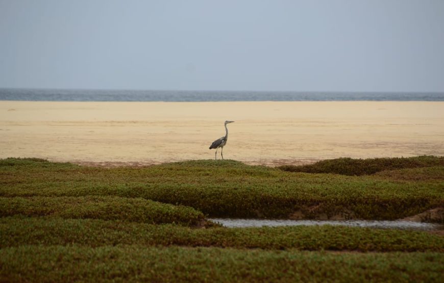 Boa Vista: Birdwatching in a natural environment