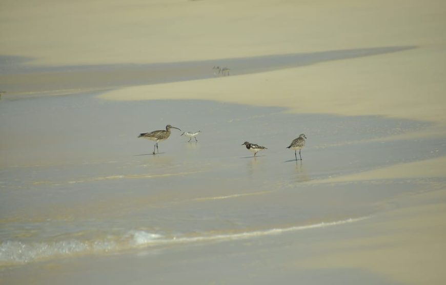 Boa Vista: Birdwatching in a natural environment