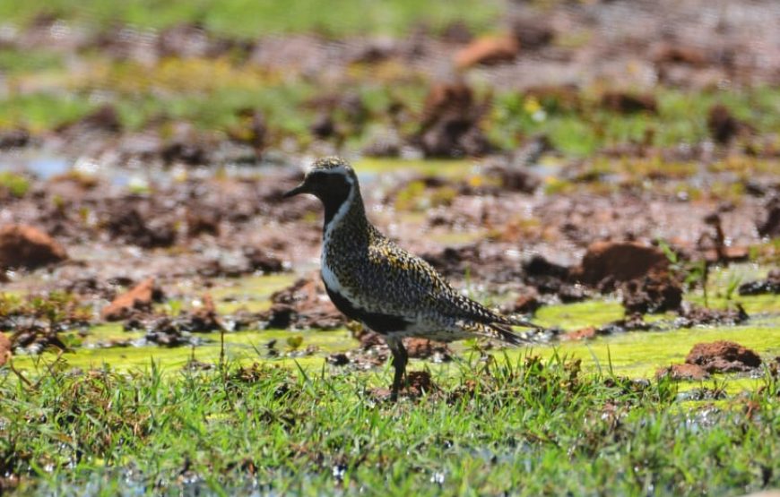 Boa Vista: Birdwatching in a natural environment