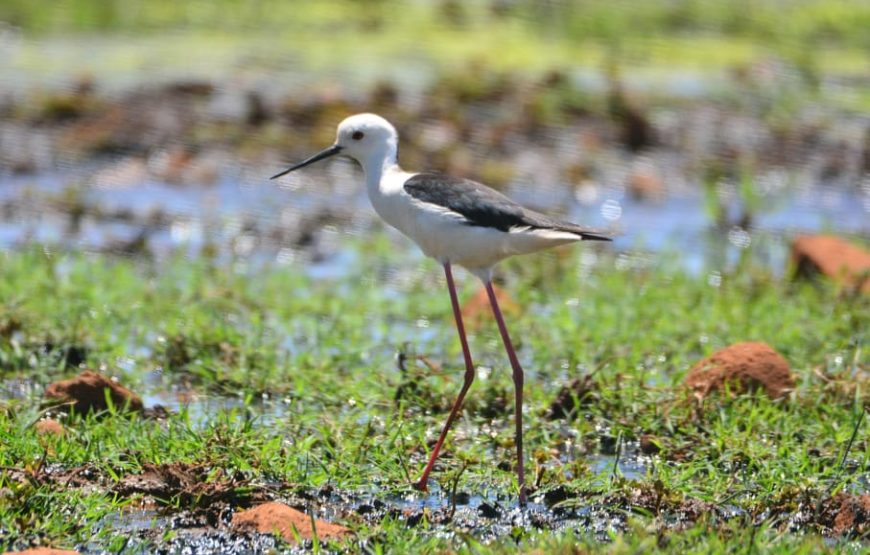 Boa Vista: Birdwatching in a natural environment