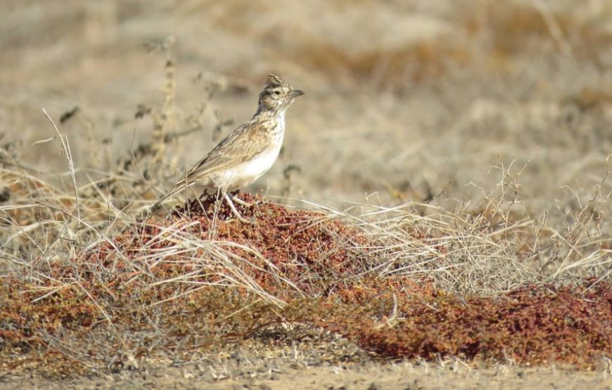 Boa Vista: Birdwatching in a natural environment