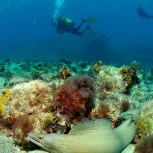 Sal island: Revision Diving Course with 2 Guided Dives - SodadeTour.com