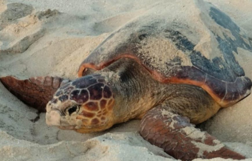 Boa Vista: Turtle watching and nighttime nesting tour