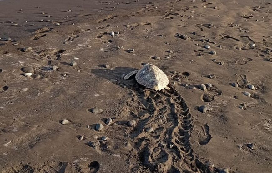 Maio island:sea turtle nesting tour