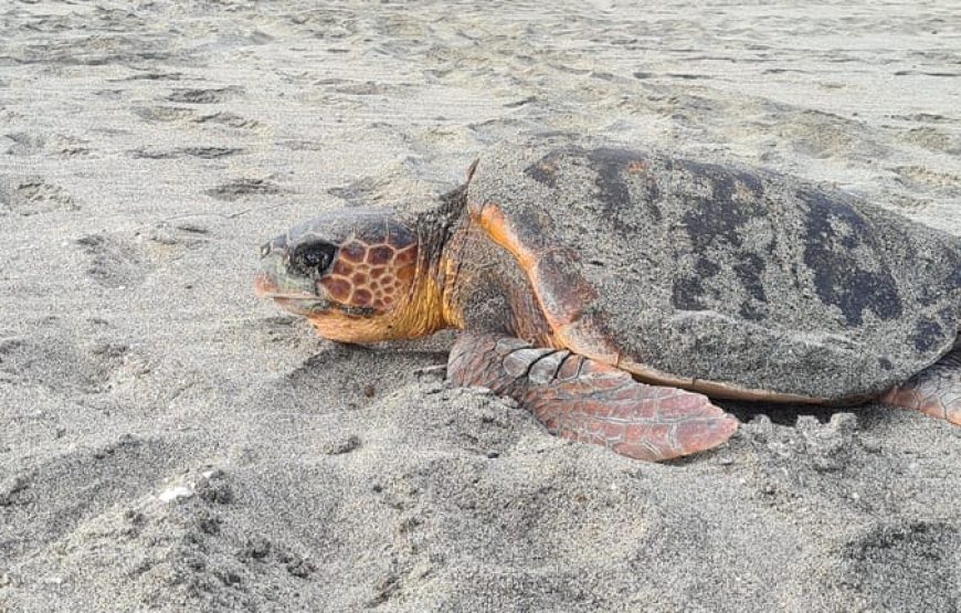 Boa Vista: Turtle watching and nighttime nesting tour