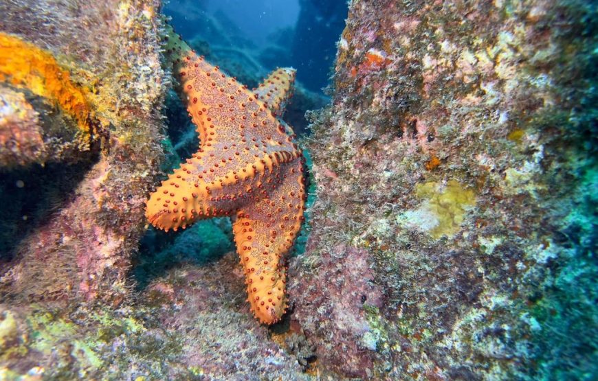 Santa Maria: Snorkeling Tour